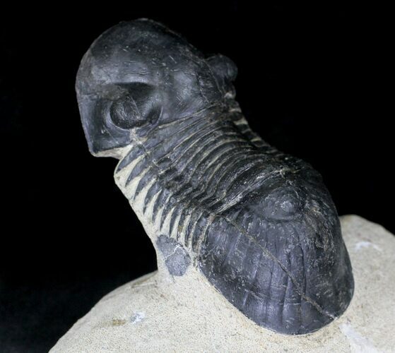 Large Paralejurus Trilobites - #21542